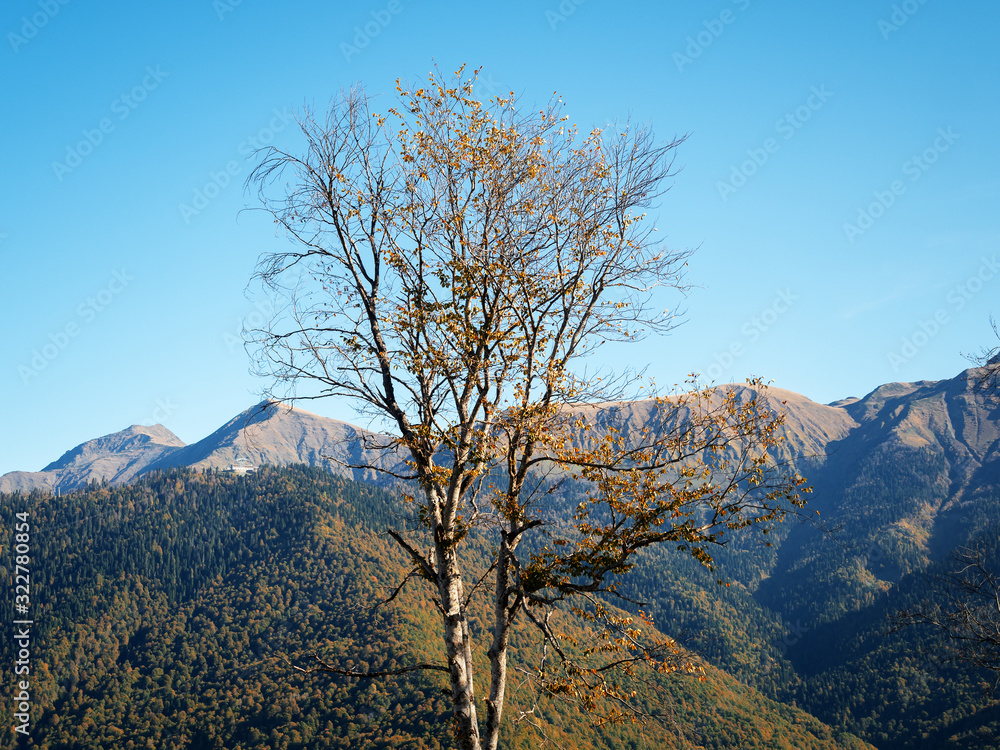 Horizontal picture with mountain autumn landscape and a tree in the foreground Horizontal picture with mountain autumn landscape and a tree in the foreground