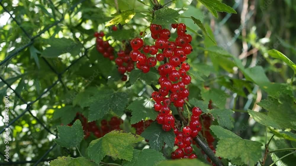 Fresh bunch of ripe red currants (Ribes rubrum) on bush growing in homemade garden. Shallow depth of field and blurred background. Illuminated by sunlight. Close-up. HD VIDEO Fresh bunch of ripe red currants (Ribes rubrum) on bush growing in homemade garden. Shallow depth of field and blurred background. Illuminated by sunlight. Close-up. HD VIDEO