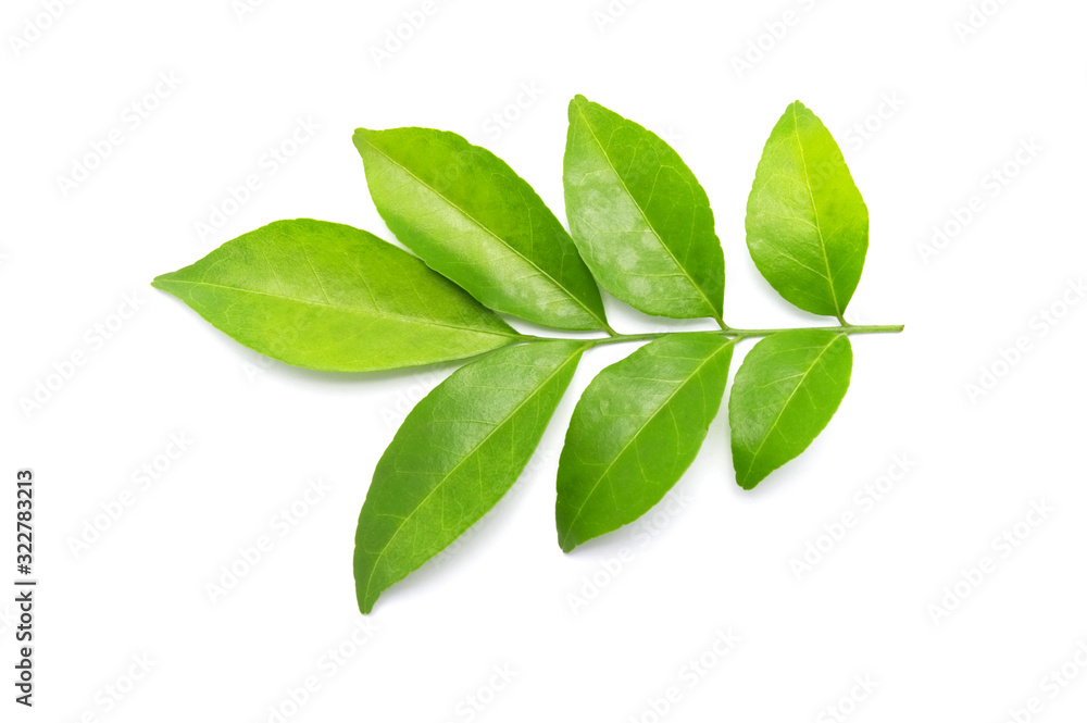 Green leaf and branches on white background. Green leaf and branches on white background.
