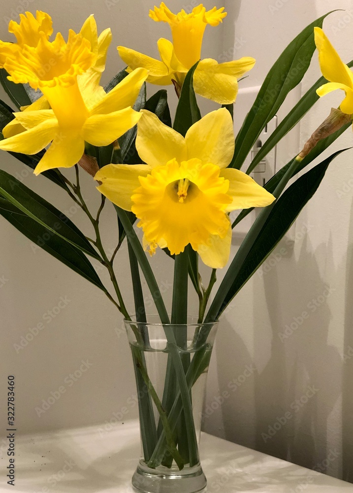 daffodils in vase on white background