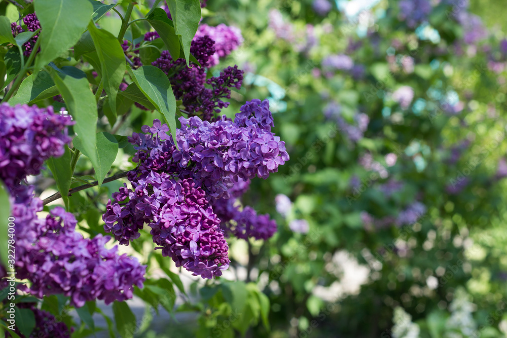 Spring bunch of blossoming lilac. Violet and green Spring bunch of blossoming lilac. Violet and green