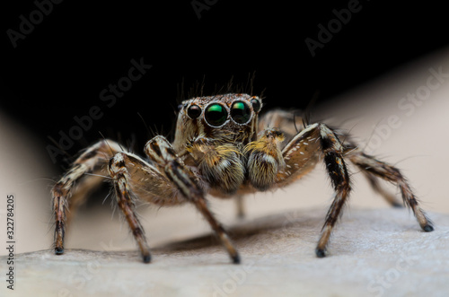 ่jumping spider closeup on dry leave