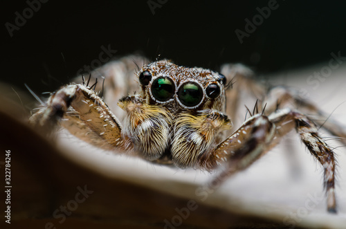 ่jumping spider closeup on dry leave