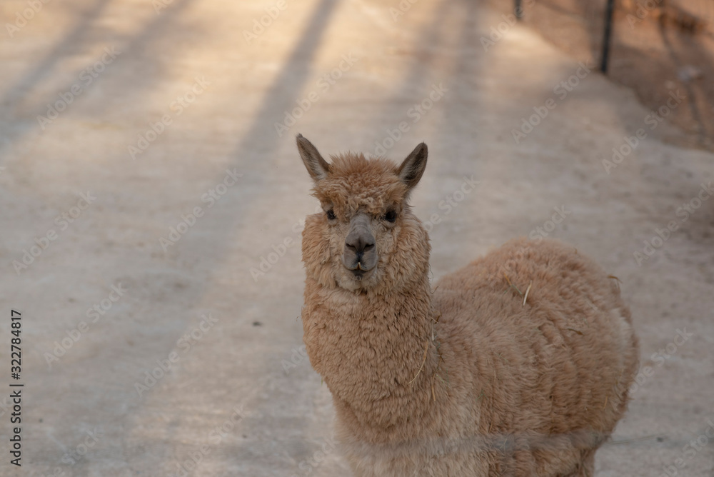 Fototapeta premium Farm animal fluffy lovely Alpaca pet smiling to camera.