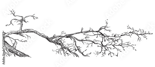 Vector hand drawing branch