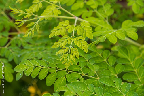 Great close-up view of moringa leaves (Moringa oleifera) taken from a garden in Malaysia, Southeast Asia. The leaves can be cooked and eaten or dried and crushed into powder used in soups and sauces. photo