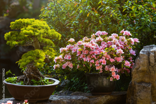 Chinese-style garden corner. Pine bonsai and camellia in a pots in the sunlight. Flowering camellia bush. Small decorative plants. A sample of landscape art in China. Chinese gardening and landscaping