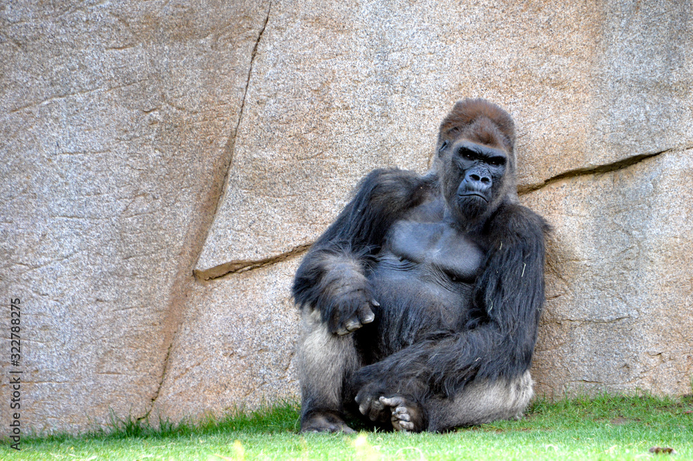 Big male gorilla sitting and looking intently
