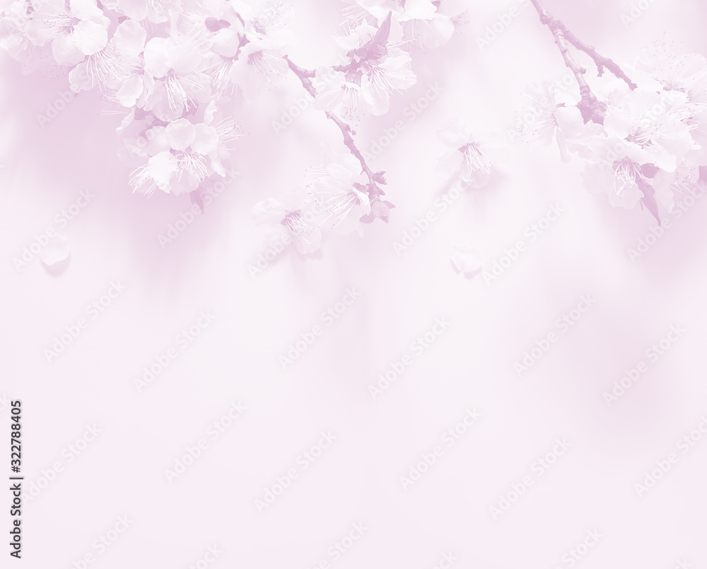 Spring flowering branches on pink background. Spring flowering branches on pink background.