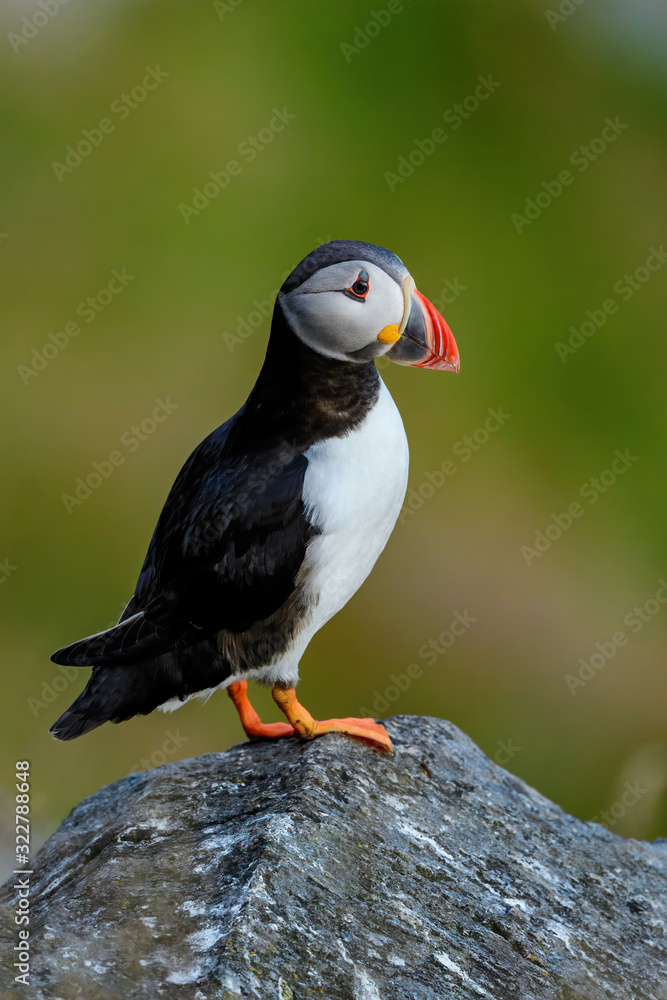 Naklejka premium Atlantic Puffin - Fratercula arctica, beautiful colorful sea bird fishing in Atlantic ocean, Runde island, Norway