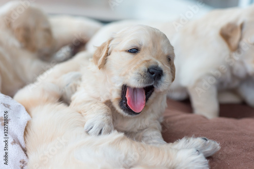Golden retriever puppy playing with his siblings and having fun. Mouth open, tongue out. Close up. © demanescale