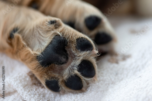 Close up puppy dog paws on a white cozy blanket. Macro of brown dog paws.
