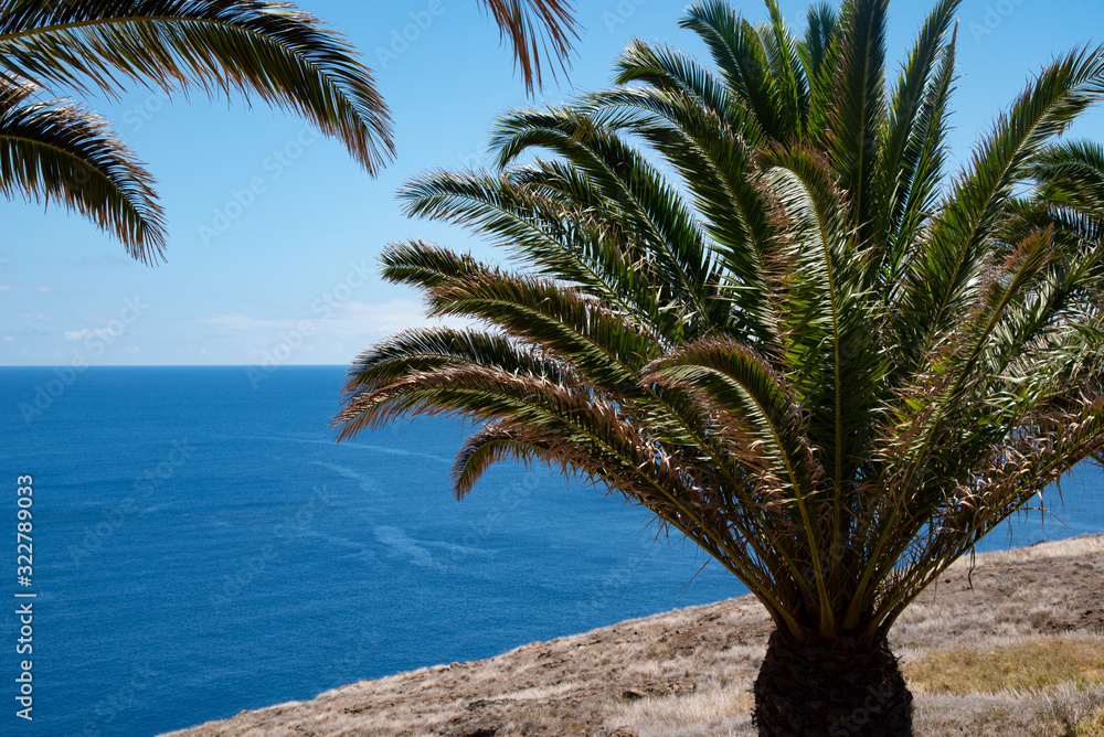 Obraz premium palm tree on the beach