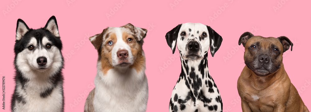 Obraz premium Portraits of various dogs looking at the camera on a pink background