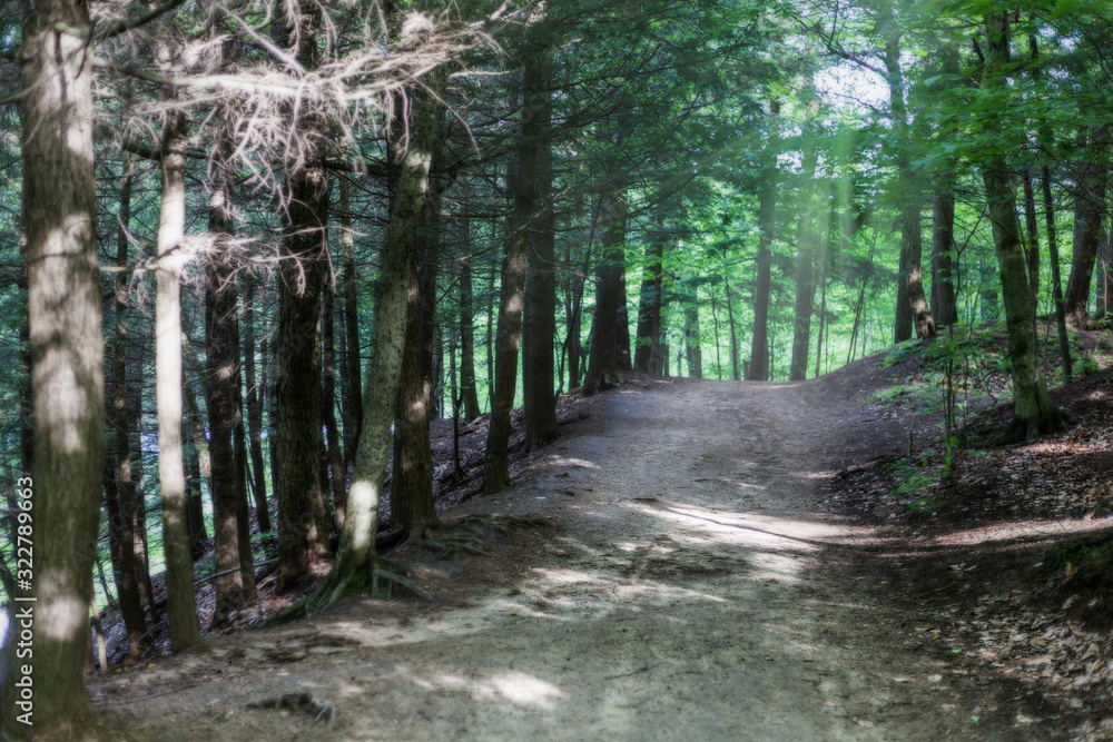 Fototapeta premium Pathway in green forest in Canada