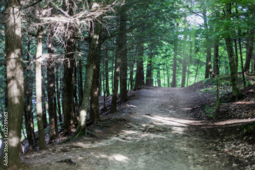 Pathway in green forest in Canada