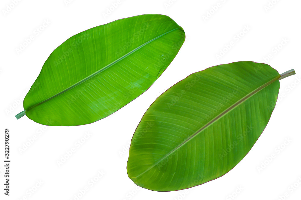 Fototapeta premium banana leaf on white background.