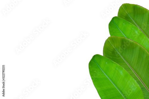 banana leaf on white background.