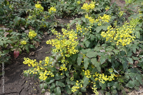 Fototapeta Naklejka Na Ścianę i Meble -  Buds and yellow flowers of Mahonia aquifolium in April