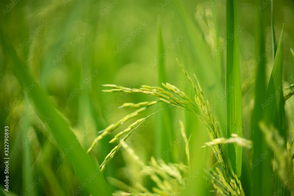 Paddy rice in the rice field meadow Paddy rice in the rice field meadow