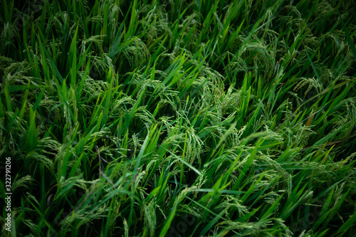 Paddy rice in the rice field meadow
