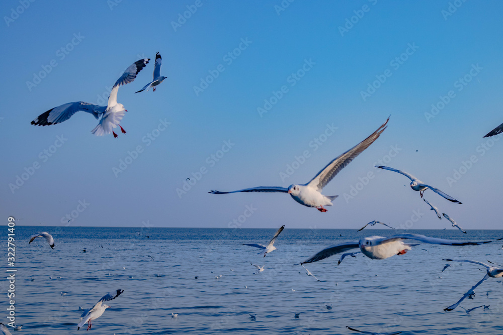 Seagulls bird flying over the sea with beautiful sunset on evening twilight sky landscape background Seagulls bird flying over the sea with beautiful sunset on evening twilight sky landscape background