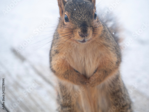 Curious squirrel on rustic balcony on snowy day #3