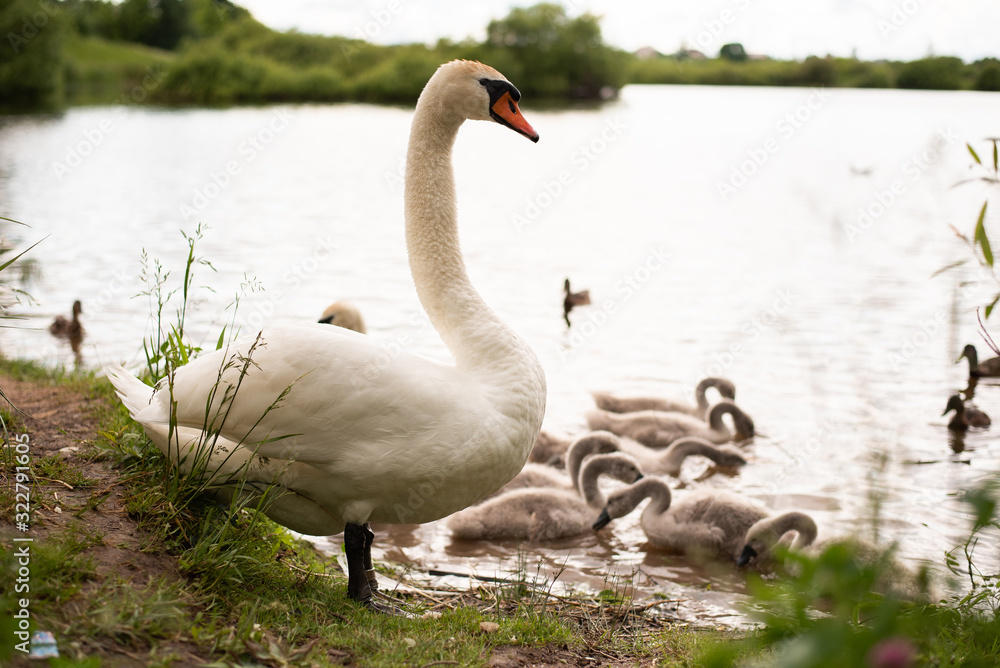 Obraz premium Beautiful white swan on the lake. With little chicks.
