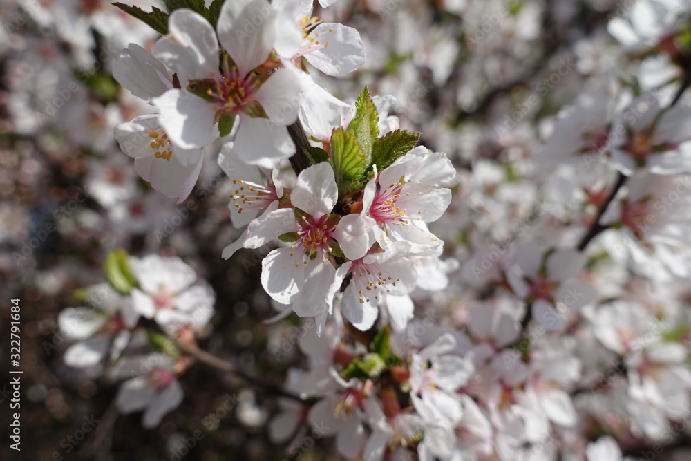 Close view of white flowers of prunus tomentosa in April Close view of white flowers of prunus tomentosa in April