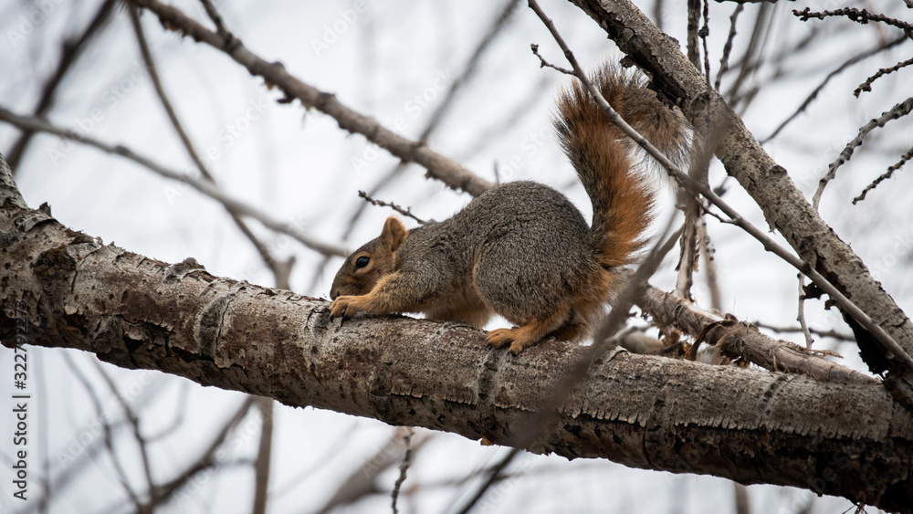 squirrel on a tree squirrel on a tree