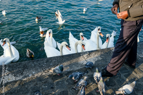 Geneva / Switzerland - december 20 2019 : swan waiting for food on Lake Geneva in front of the water jet