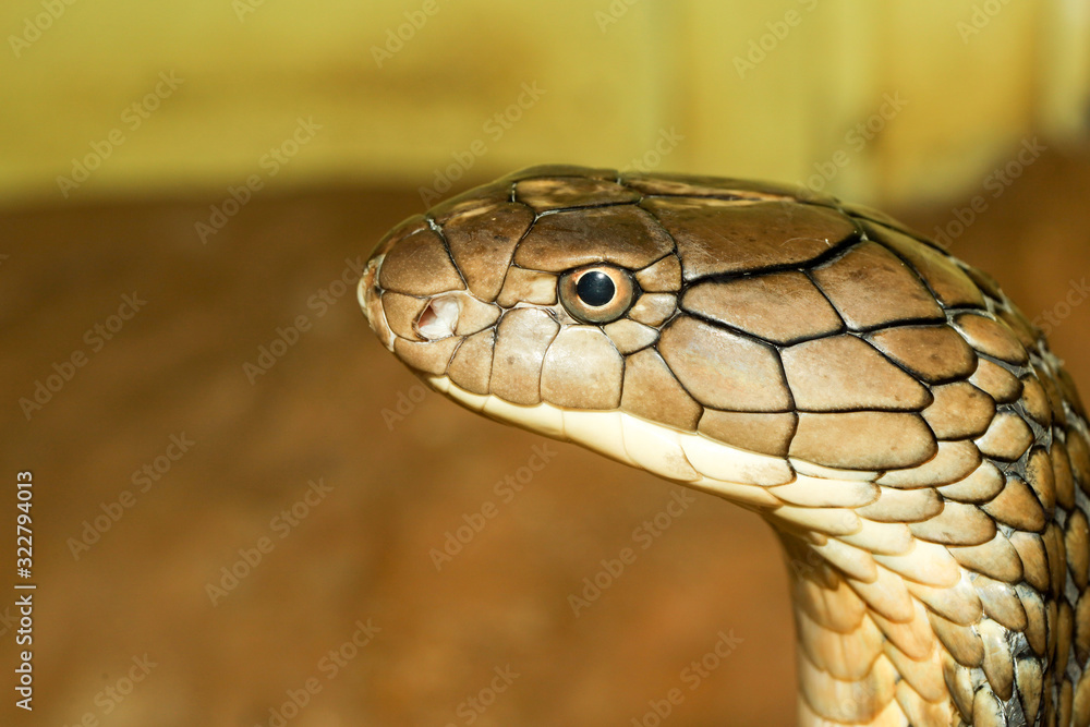 Close up head king cobra is dangerous snake at garden thailand Close up head king cobra is dangerous snake at garden thailand