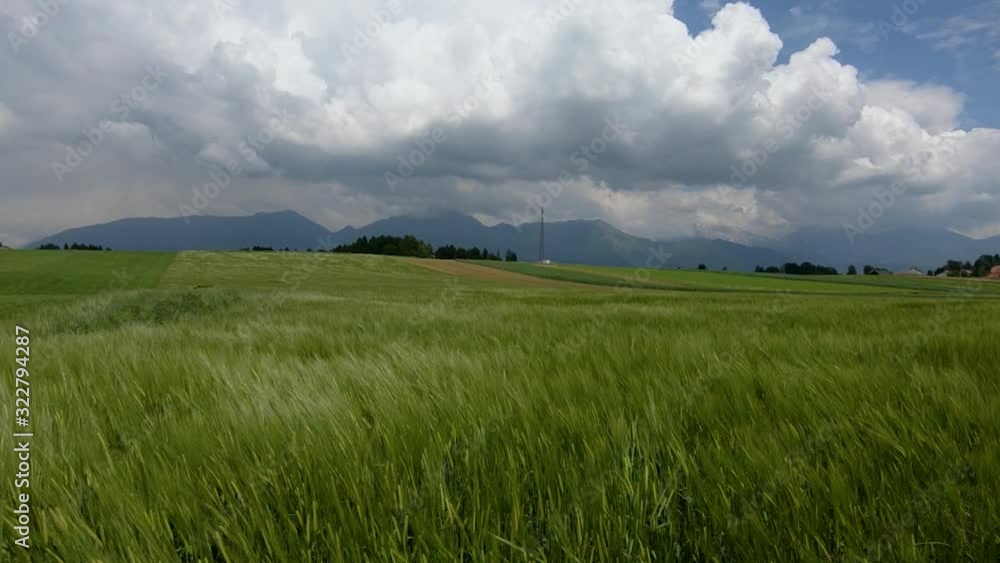Left truck green wheat sway in breeze on farming field with Alps mountains in background Left truck green wheat sway in breeze on farming field with Alps mountains in background