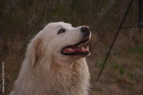 Perros corriendo en el campo