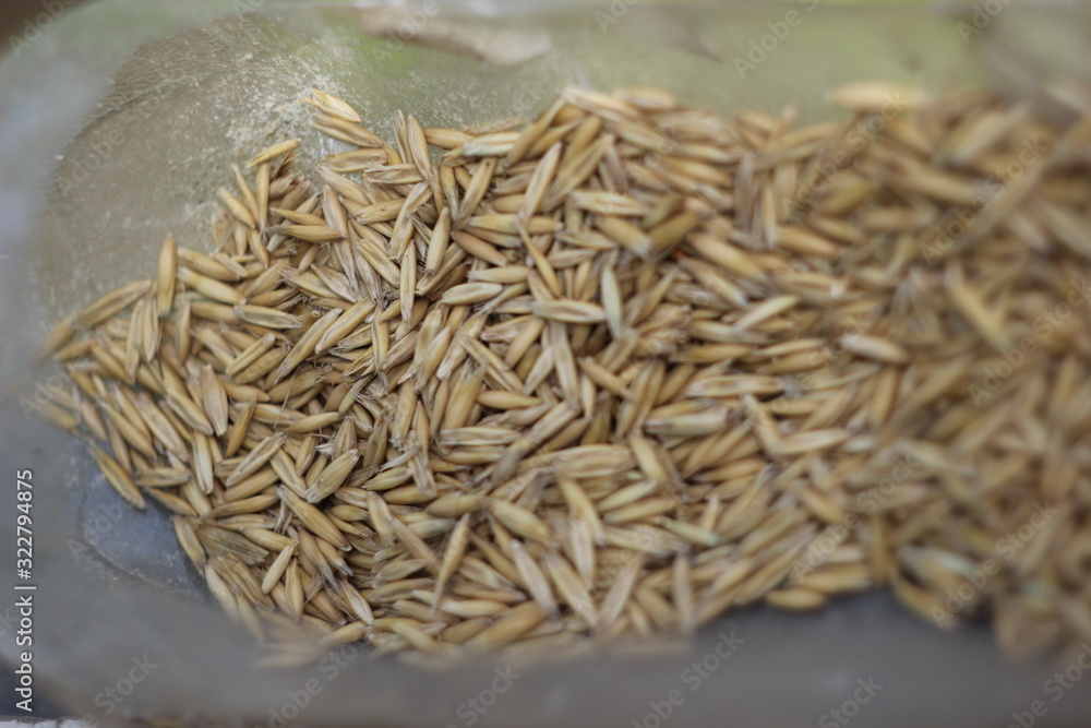 spring wheat grain macro with blurred background spring wheat grain macro with blurred background