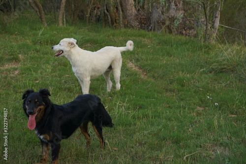 Perros corriendo en el campo