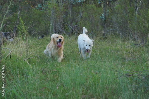 Perros corriendo en el campo