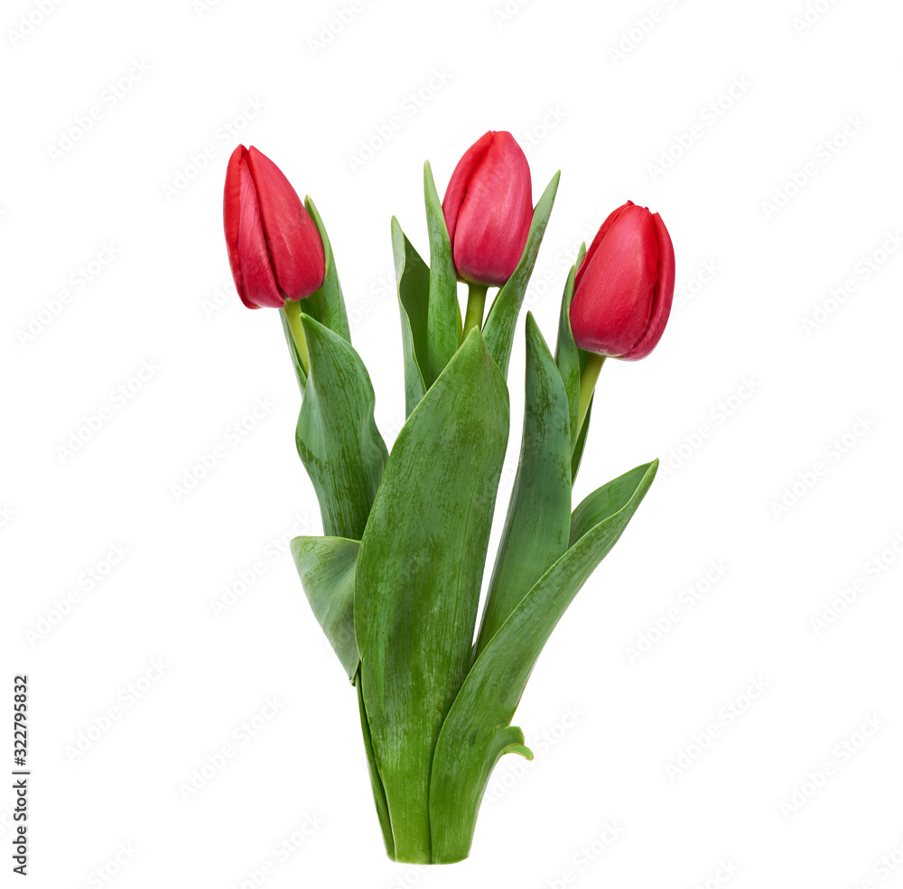 three blooming red tulips with green leaves and stem isolated on white background, spring flowers three blooming red tulips with green leaves and stem isolated on white background, spring flowers