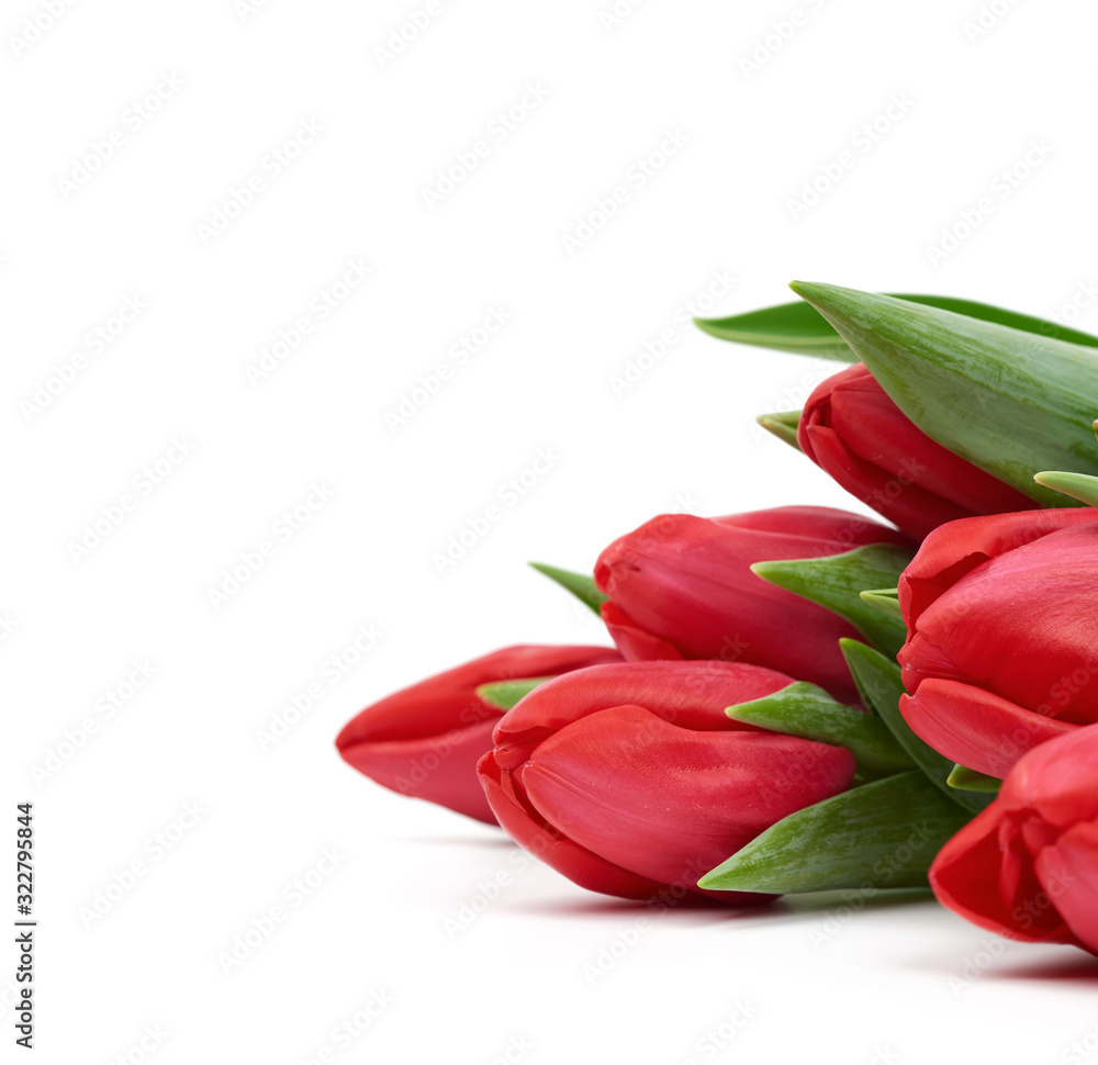 blooming red tulips with green leaves and stem isolated on white background
