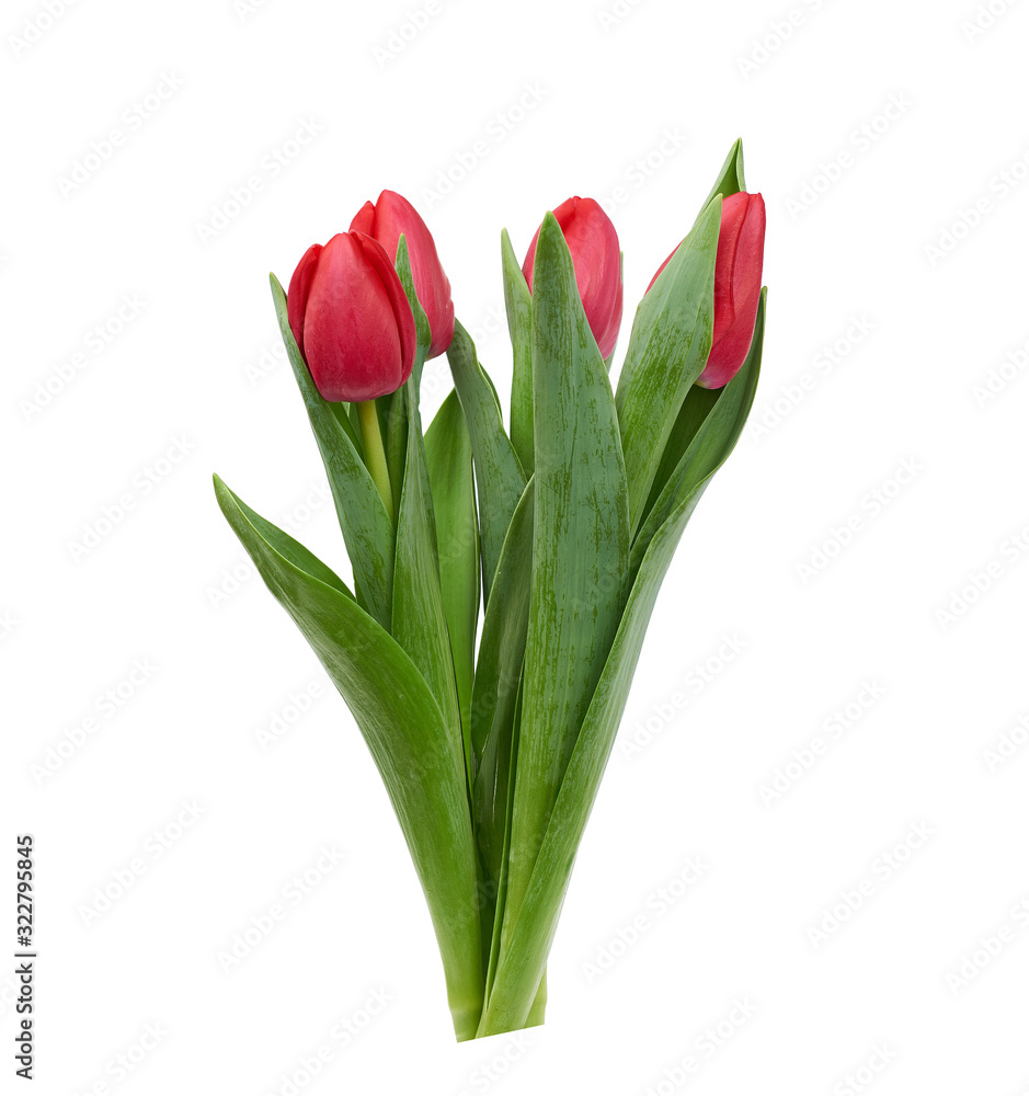 blooming red tulips with green leaves and stem isolated on white background blooming red tulips with green leaves and stem isolated on white background