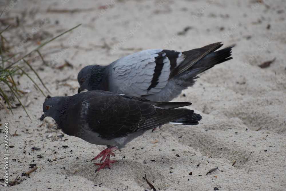 Fototapeta premium Pigeon on Beach
