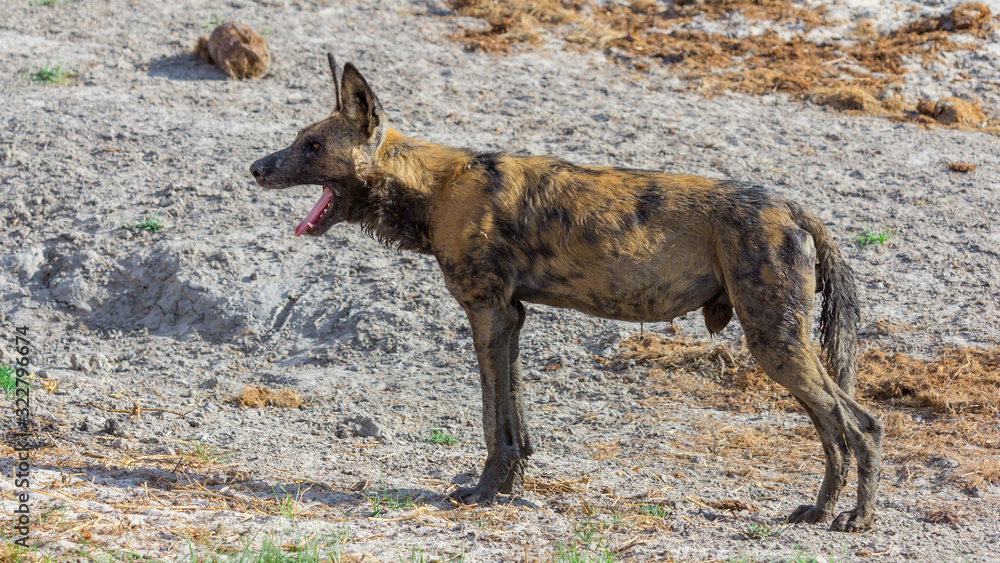 Fototapeta premium Wildhund