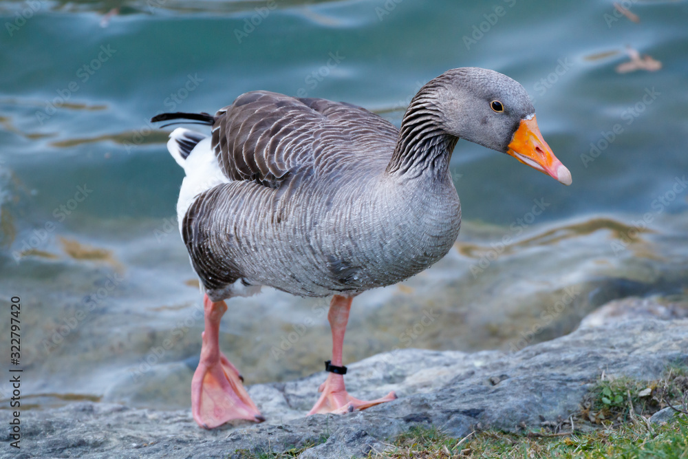 duck in a park in spain duck in a park in spain