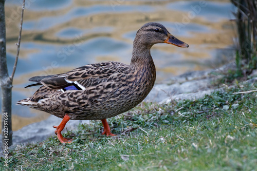 duck in a park in spain