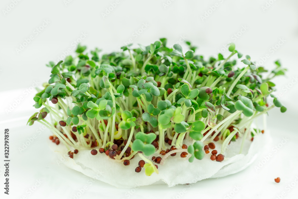 Salad on the windowsill. Microgreens growing. Vegan and healthy eating concept. White background. Close-up. Copy space Salad on the windowsill. Microgreens growing. Vegan and healthy eating concept. White background. Close-up. Copy space
