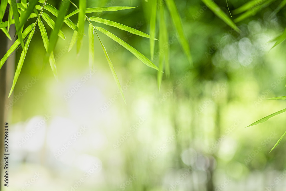 Closeup beautiful view of nature green bamboo leaf on greenery blurred background with sunlight and copy space. It is use for natural ecology summer background and fresh wallpaper concept.