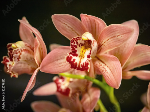 closeup of pink orchid flowers