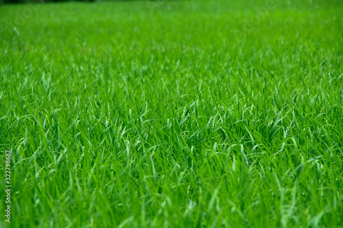 photo of green rice paddy for using as background, texture , wallpaper or artwork.