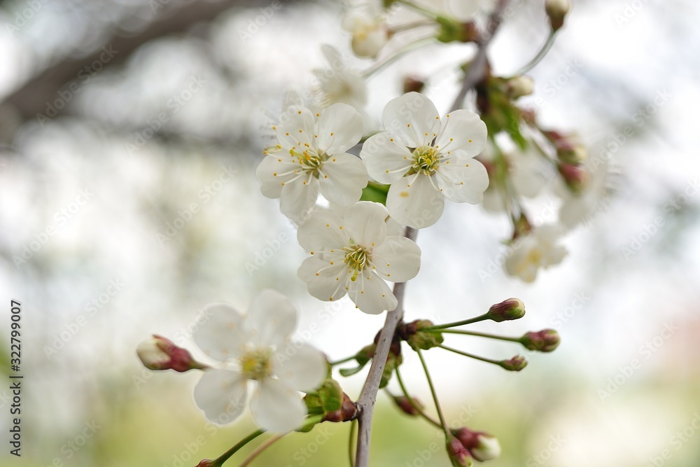 The spring blooming of fruit trees, cherry. The spring blooming of fruit trees, cherry.