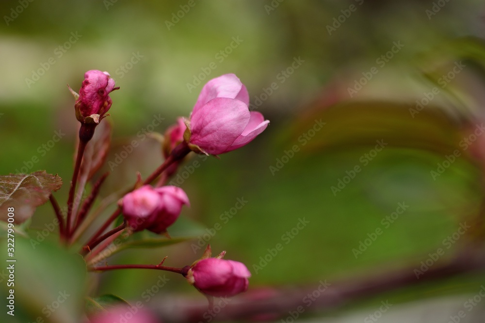 Spring flowering fruit trees, Apple trees. Spring flowering fruit trees, Apple trees.